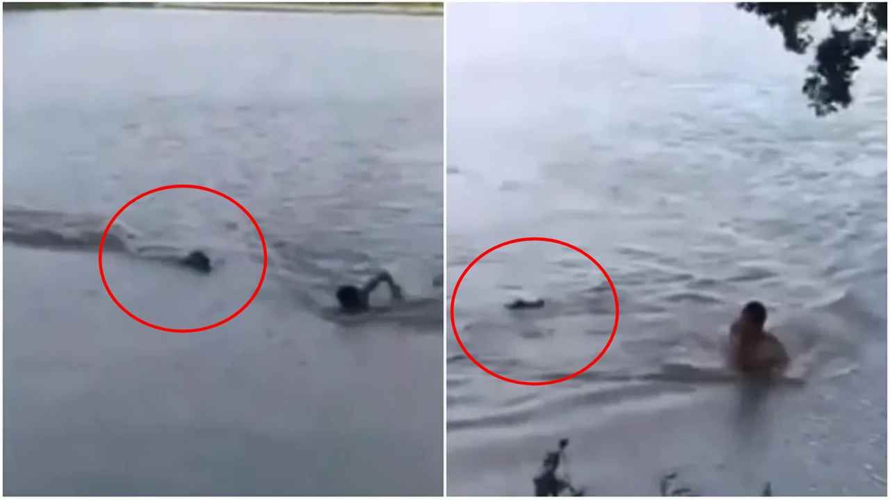 Video: मृत्यूचा दाढेत फसला, लाथ मारुन बाहेर पडला, पोहणाऱ्यावरील मगरीच्या हल्ल्याच्या व्हिडीओ व्हायरल