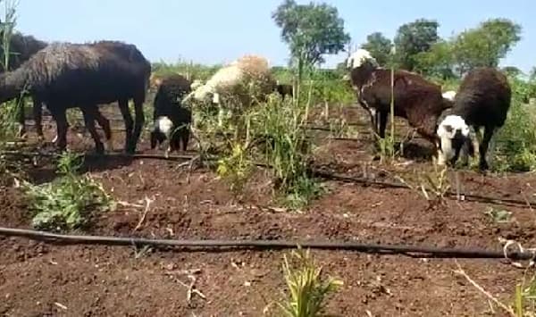 सोन्या सारखा दर असताना कपाशीत जनावरे, अतिवृष्टीच्या नुकसानीच्या खुना कायम