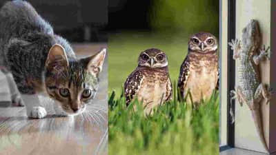 Diwali 2021 : दीपावलीच्या दिवशी तुम्हाला हे शुभ संकेत मिळाले तर समजा ही चांगल्या दिवसांची सुरुवात