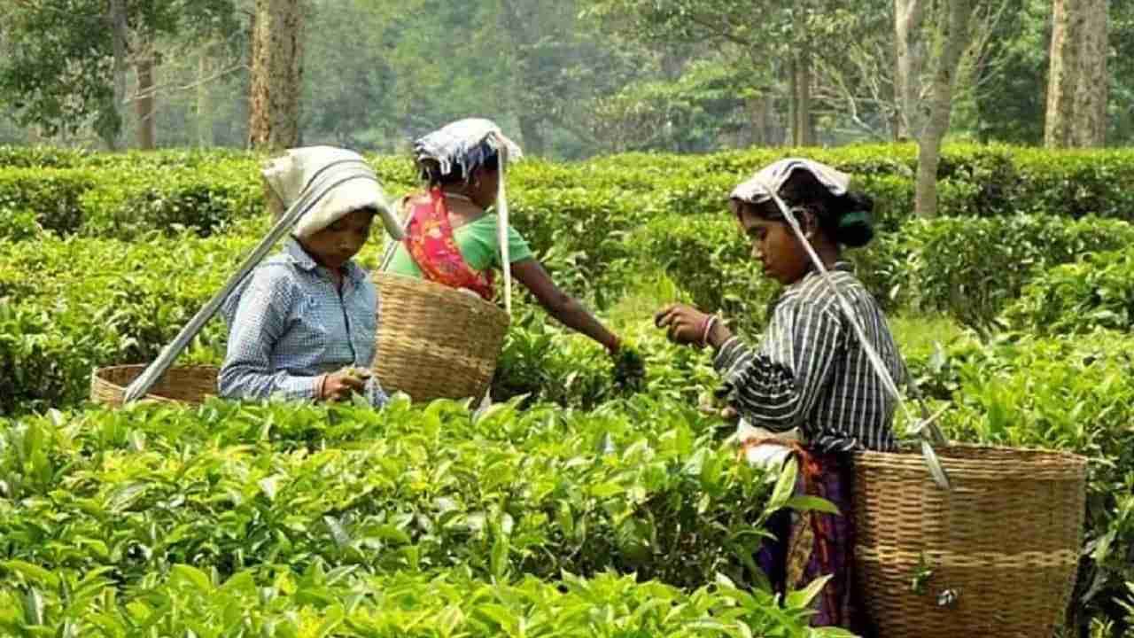 स्वस्त विदेशी चहामुळे देशी चहाच्या बागायतदारांचा त्रास वाढला
