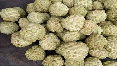 यशोगाथा : खडकावर बहरलीय सिताफळीची बाग अन् उत्पन्न मिळतंय लाखात