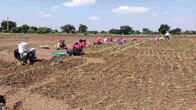 ठरलं तर मग : शेतकऱ्यांना मिळाला फरदड कापसाला योग्य पर्याय, आता आंतरपिकातून उत्पादनही वाढणार