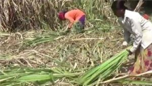 Sugarcane Workers Registration | उसतोड कामगार नोंदणीसाठी आता मोबईल अॅप, वेब पोर्टल, शासन निर्णय जारी