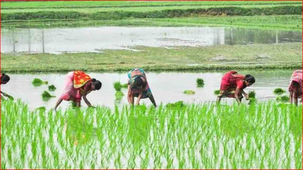 बजेट 2022: पॅकेजचा बूस्टर डोस की करांचा बोजा; शेतकऱ्यांना अर्थसंकल्पातून काय मिळणार?