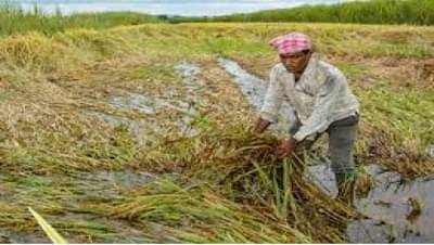 औरंगाबादः अतिवृष्टीग्रस्तांच्या खात्यावर आजपासून जमा होणार मदत, 7 लाखांहून अधिक शेतकऱ्यांना मिळणार भरपाई