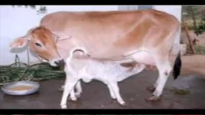 जनावरांचे प्रजनन व्यवस्थापन केल्यास वर्षाला वासरू, काय घ्यावी काळजी पशूप्रजनन शास्त्रज्ञांचा सल्ला