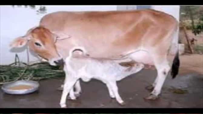 जनावरांची देखरेख आता पशुमंडळाकडे, कामधेनूच्या गावात वाढले दुधाचे उत्पादन