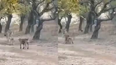 Video:कुत्र्याचा थेट सिंहावर हल्ला, सिंहाचा काढता पाय, नेटकरी म्हणाले, आपल्या गल्लीत प्रत्येक कुत्रा सिंहच असतो!