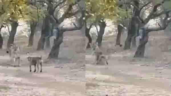 Video:कुत्र्याचा थेट सिंहावर हल्ला, सिंहाचा काढता पाय, नेटकरी म्हणाले, आपल्या गल्लीत प्रत्येक कुत्रा सिंहच असतो!