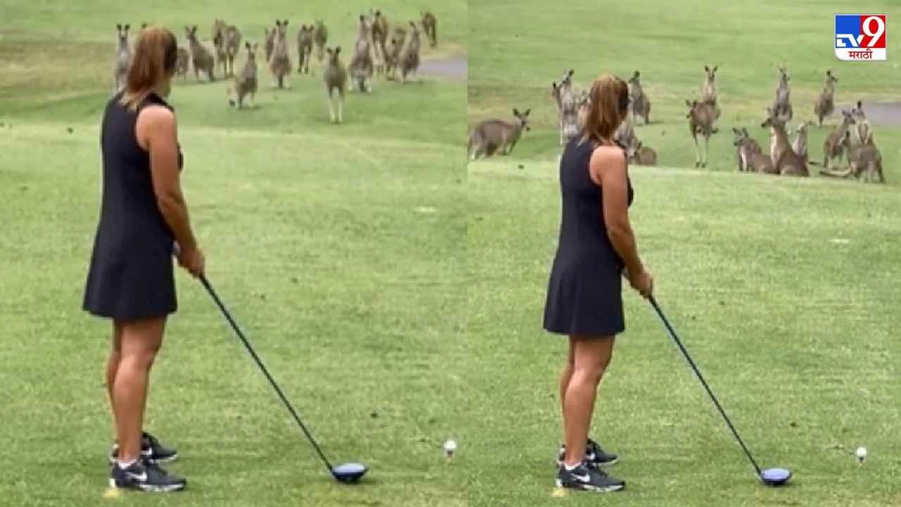 Video: गोल्फचा शॉट मारणात तितक्यात शेकडो कांगारुंचा कळप मैदानात आला, ऑस्ट्रेलियातील मजेदार व्हिडीओ
