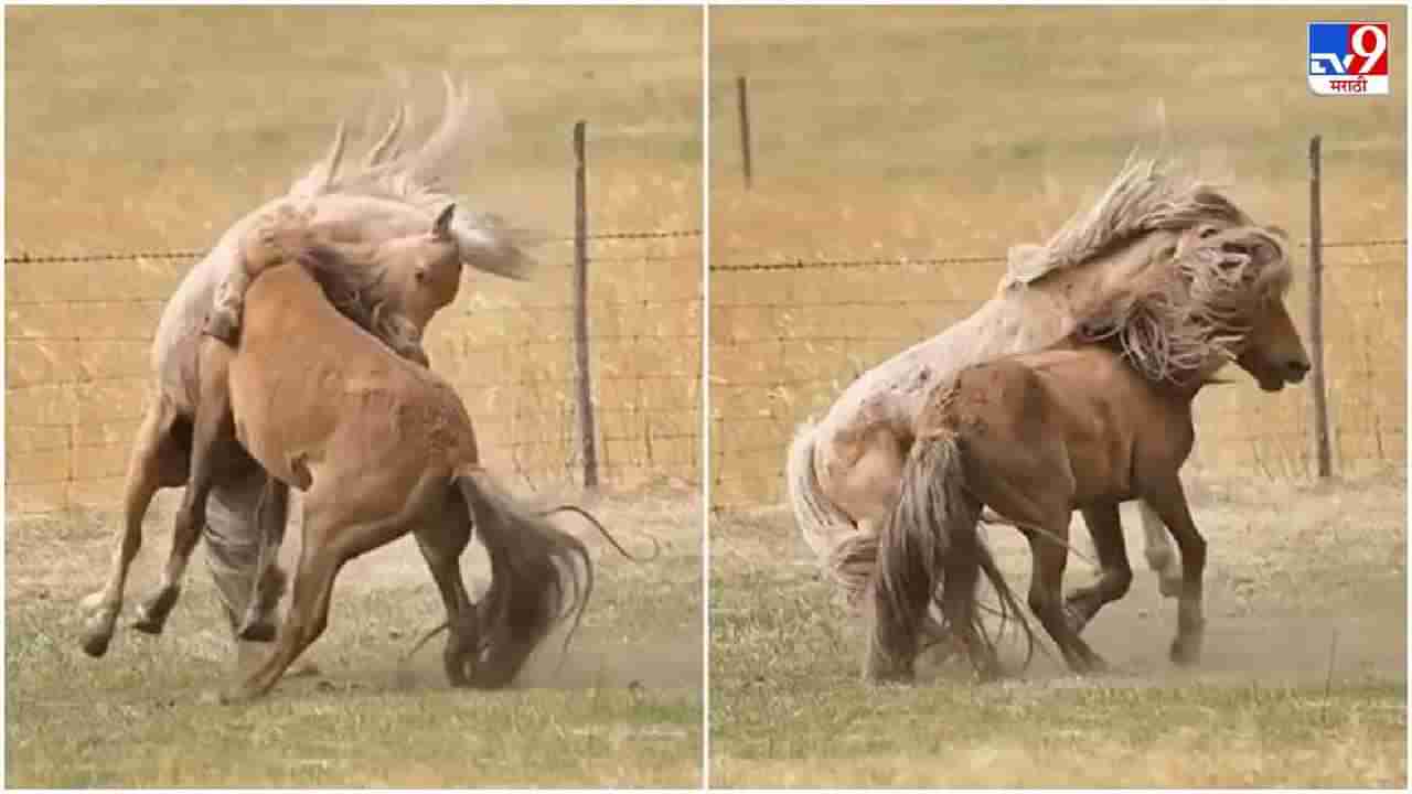 Video: घोडे शर्यतीत धावतात, एकमेकांवर नाही, हे वाक्य खोटं करुन दाखवणारा भन्नाट व्हिडीओ, पाहा 2 घोड्यांची लढाई!