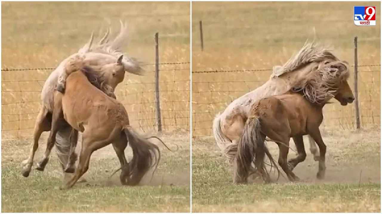 Video: 'घोडे शर्यतीत धावतात, एकमेकांवर नाही', हे वाक्य खोटं करुन दाखवणारा भन्नाट व्हिडीओ, पाहा 2 घोड्यांची लढाई!