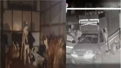 CCTV VIDEO | मटण शॉपमधून 9 बकरे चोरीला, दुसऱ्यावर आळ घेण्याचा डाव सीसीटीव्हीमुळे फसला