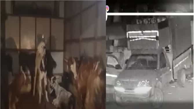 CCTV VIDEO | मटण शॉपमधून 9 बकरे चोरीला, दुसऱ्यावर आळ घेण्याचा डाव सीसीटीव्हीमुळे फसला
