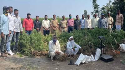 लिंबोणीच्या झाडामध्ये गांजाची लागवड, पोलिसांनी सुगावा लागला, छापा टाकून 9 लाखांचा गांजा जप्त!