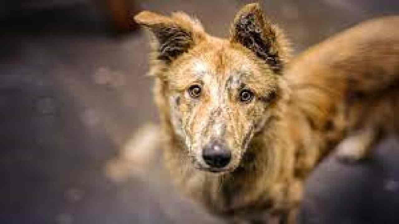औरंगाबादेतील मोकाट कुत्र्यांचे निर्बिजीकरण, मनपा एका वर्षात 7 हजार कुत्र्यांचा बंदोबस्त करणार