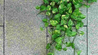 Vastu tips: मनी प्लांट लावताना या गोष्टी लक्षात ठेवा, नाहीतर होईल नुकसान