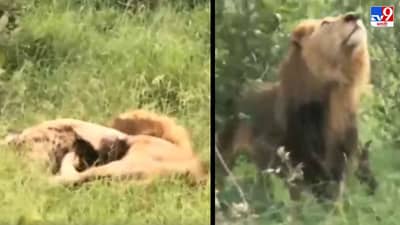 Video: हायना-सिंहाची लढाई, पाहा कोण विजयी, कोण पराभूत, नेटकऱ्यांना धक्का देणारा व्हिडीओ