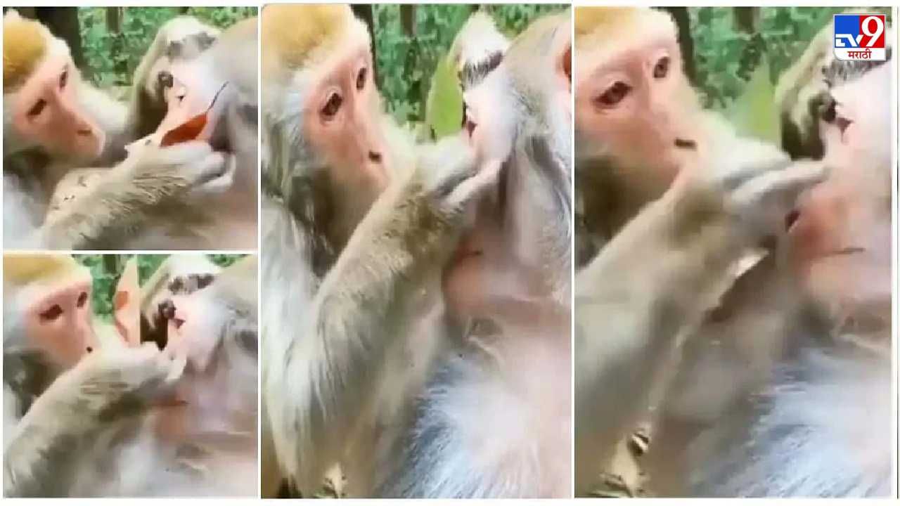 Video: दिवाळीआधी माकडांचा मेकअप, व्हिडीओ पाहून तुम्हीही म्हणाल, आपले पूर्वज आपल्याही पुढे आहेत!
