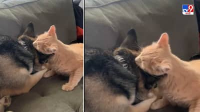 Video: कुत्रा मांजरीची लढाई नाही, तर कुत्रा मांजरीचं प्रेम, नेटकरी म्हणाले, वैर संपलं तरी कसं?