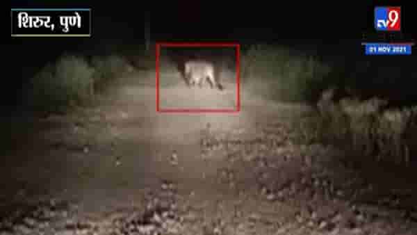 Pune | पिंपरखेड येथे बिबट्या कळपाने फिरताना मोबाईलमध्ये कैद, परिसरात भितीचं वातावरण