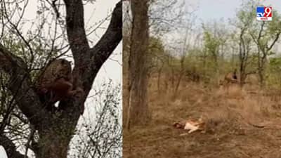 Video: वजनाच्या दुप्पट शिकार तोंडात धरुन उभ्या झाडावर चढला, बघा बिबट्यात किती अफाट ताकद असते!