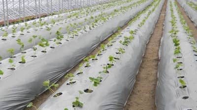 योजना शेतकऱ्यांच्या हिताची : प्लास्टिक मल्चिंगचे महत्व अन् 50 टक्के अनुदानाचा असा घ्या लाभ...!