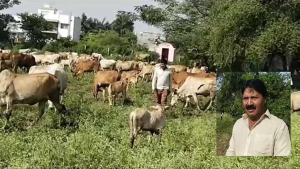 यवतमाळचे अवलिया गोपालक, ज्यांच्या हाकेवर मागे येतात अनेक गाई