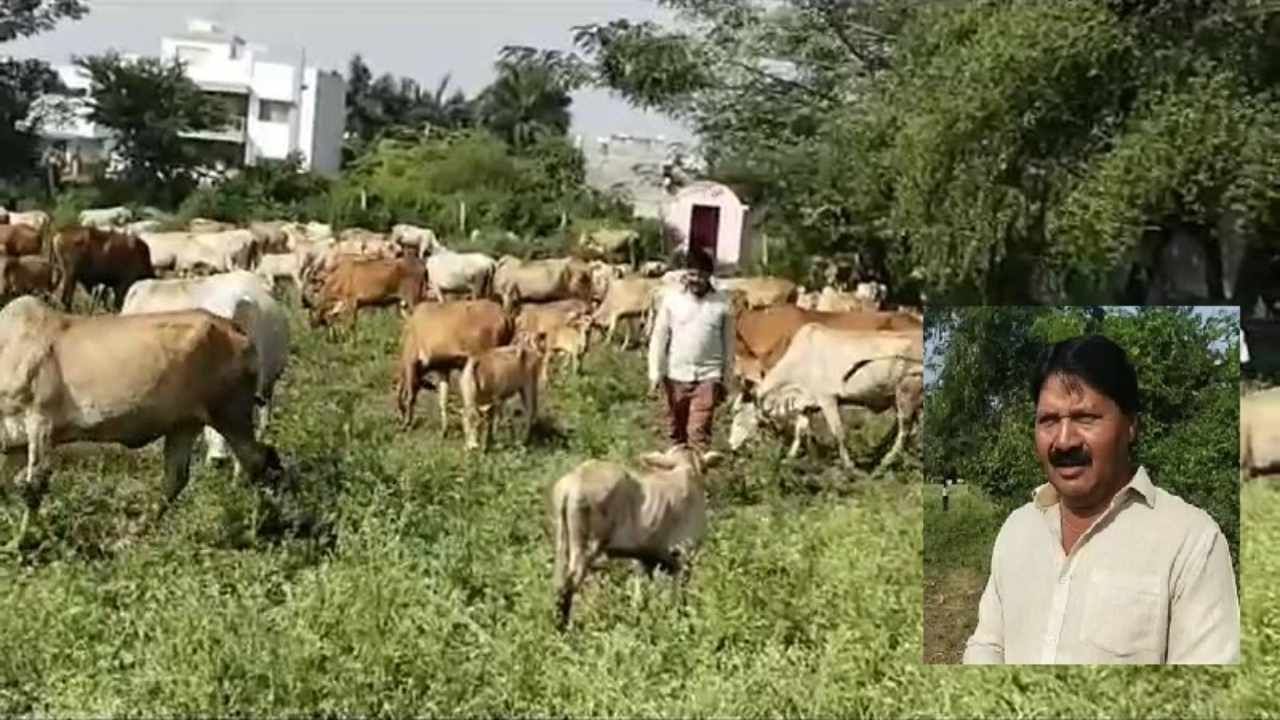 यवतमाळचे अवलिया गोपालक, ज्यांच्या हाकेवर मागे येतात अनेक गाई