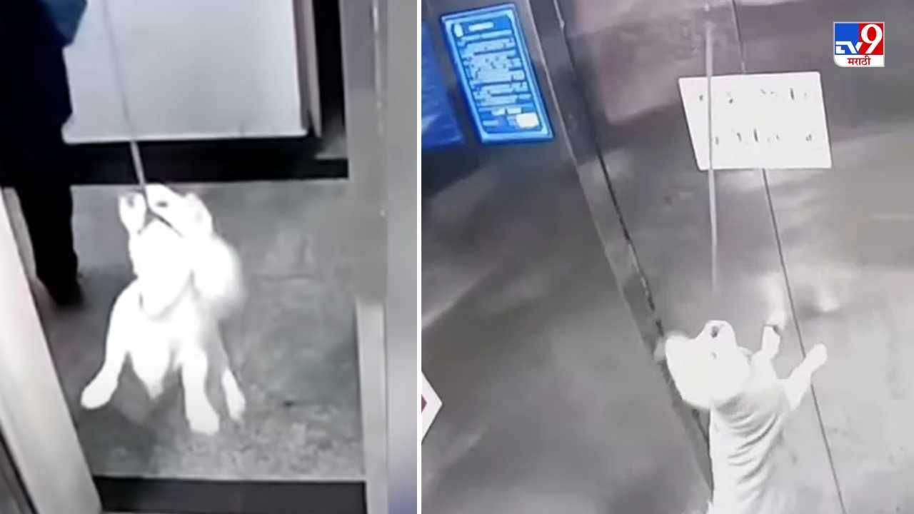 Viral Video: लिफ्टमध्ये कुत्र्याचा पट्टा अडकला, त्याला फास बसला, आणि त्यानंतर जे घडलं त्याने नेटकरी अवाक!