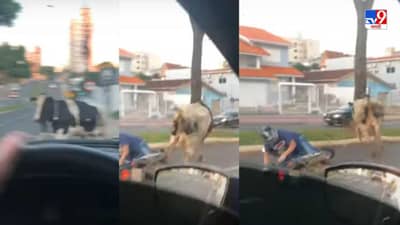 Video: चिडलेल्या गायीची थेट दुचाकीस्वाराला धडक, ब्राझिलमधला धक्कादायक व्हिडीओ व्हायरल