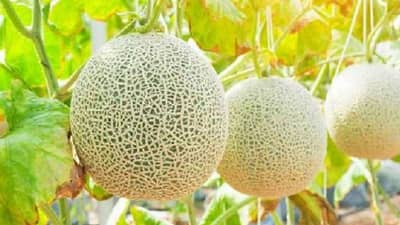 वैज्ञानिक पध्दतीने खरबूजाची लागवड केल्यास भरघोस उत्पादन, महाराष्ट्रातील सर्वच जिल्ह्यात पोषक वातावरण