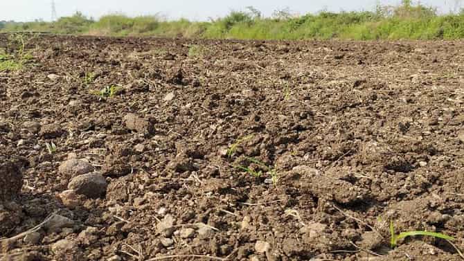 रब्बीतही संकटाची मालिका : पेरलं पण उगवलंच नाही