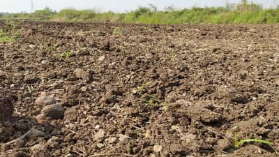 रब्बीतही संकटाची मालिका : पेरलं पण उगवलंच नाही