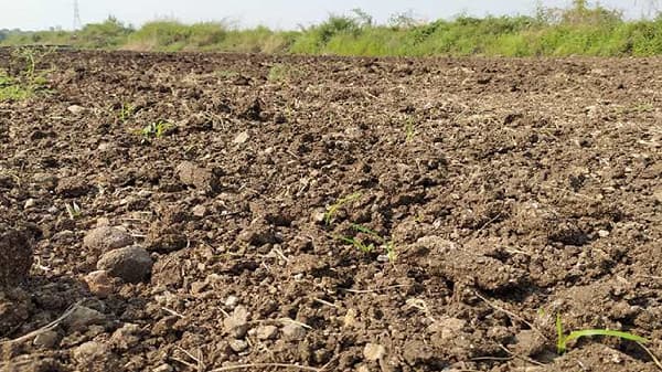 रब्बीतही संकटाची मालिका : पेरलं पण उगवलंच नाही