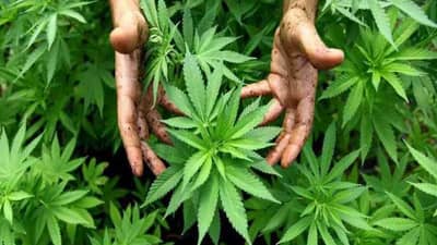 ऊसशेती करणाऱ्या सदाशिवनं शेतात थेट गांजा पिकवला! पोलिसांनी त्यावर नांगर फिरवला