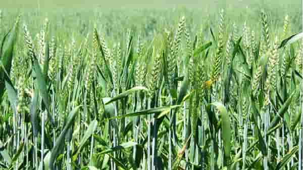 Rabi Season : गव्हावरील तांबेरा रोगाचे वेळीच कार व्यवस्थापन अन्यथा होईल उत्पादनात घट