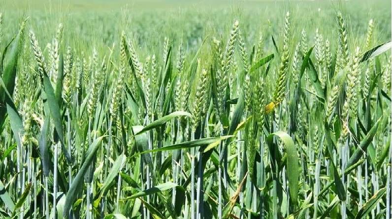 Rabi Season : गव्हावरील तांबेरा रोगाचे वेळीच कार व्यवस्थापन अन्यथा होईल उत्पादनात घट Rabi Season : गव्हावरील तांबेरा रोगाचे वेळीच कार व्यवस्थापन अन्यथा होईल उत्पादनात घट