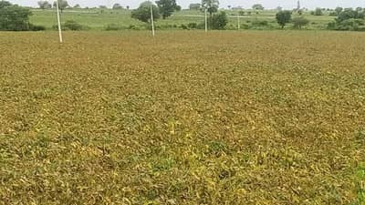 सोयाबीनचे पावसाने नुकसान झाले तरी बुस्कटाचा असा हा उपयोग