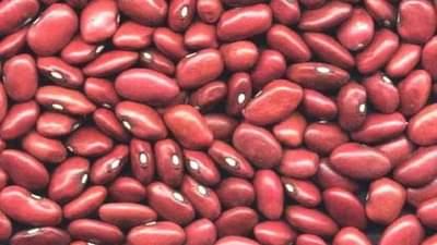 उत्तर भारतामधील राजमा वाढतोय महाराष्ट्रातील रब्बीच्या हंगामात