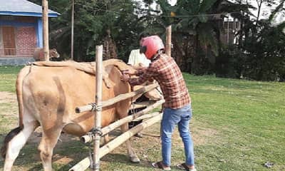 थंडी सुरु होताच लाळ्या खुरकताचा धोका वाढला, जनावरांची योग्य देखभाल हाच उत्तम पर्याय