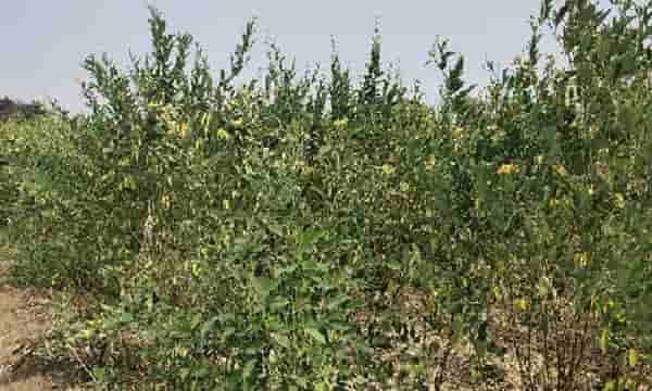 सोयाबीननंतर आता खरिपातील हे पीक धोक्यात, काय आहे उपाययोजना ?