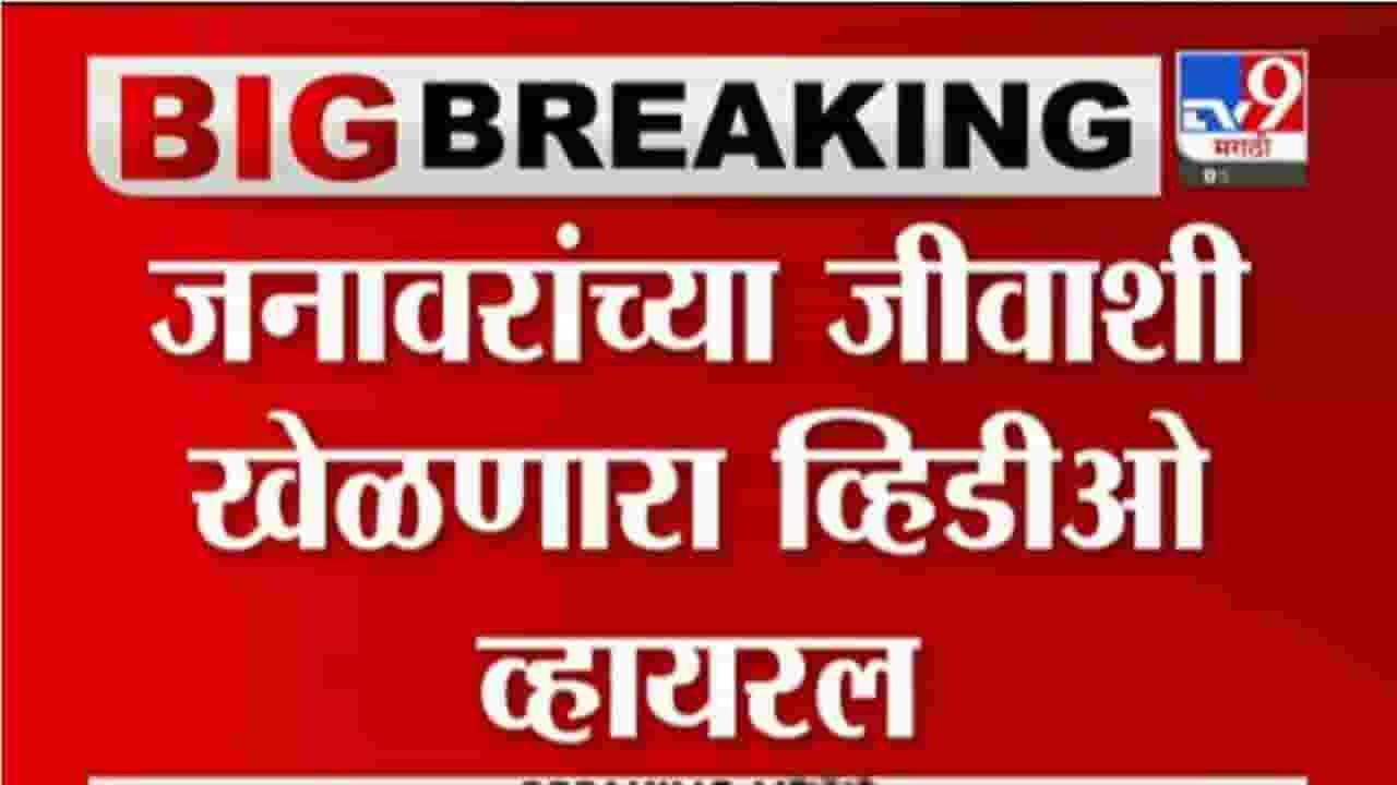कल्याणमध्ये बैलांच्या जीवाशी खेळ, आगीवरुन चालवण्याचा धक्कादायक प्रकार कल्याणमध्ये बैलांच्या जीवाशी खेळ, आगीवरुन चालवण्याचा धक्कादायक प्रकार