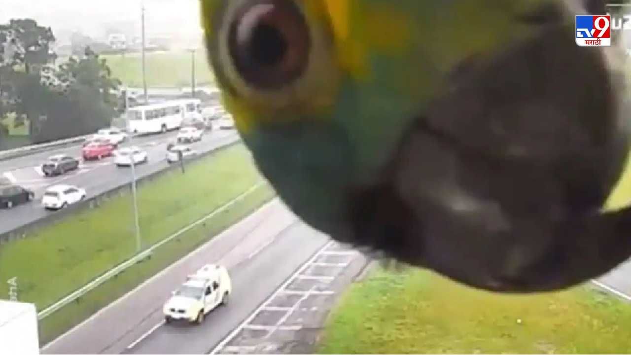 Video: वाहतुकीवर लक्ष्य ठेवणाऱ्या सीसीटीव्ही पाहाणारा पोपट सोशल मीडियावर व्हायरल, मोठे डोळे करुन काय शोधतोय पाहा!
