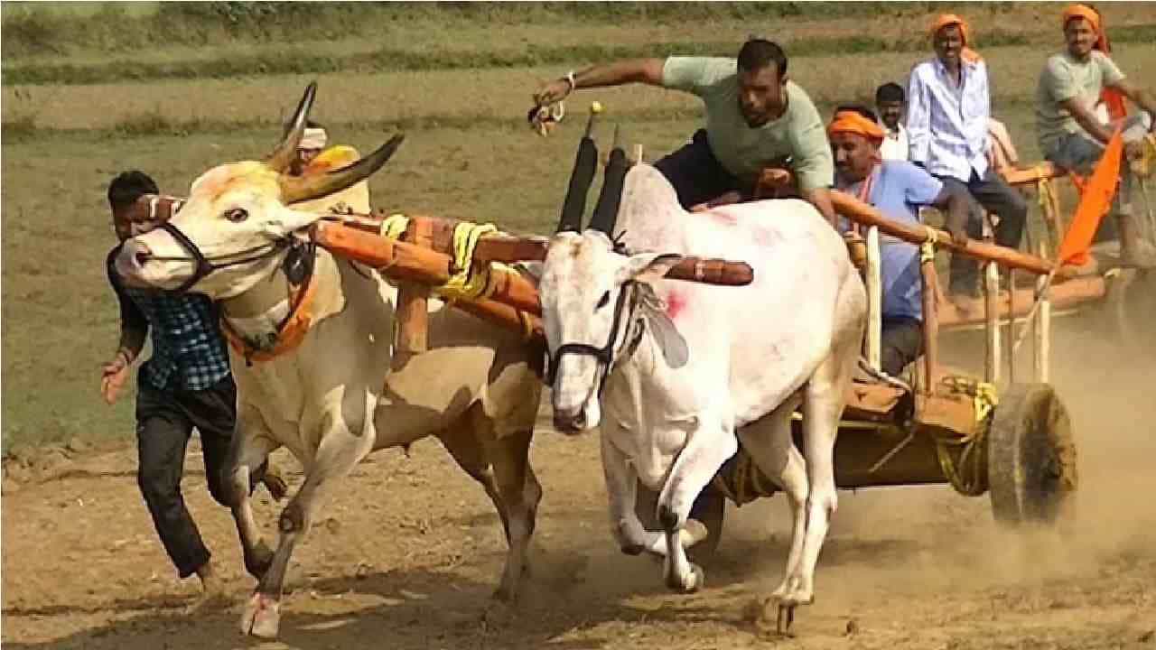 बंदी असताना गृहमंत्र्यांच्या मतदारसंघातच भिर्रर्रर्र...बैलगाडा शर्यतीच्या आयोजकांवर कारवाई होणार ?