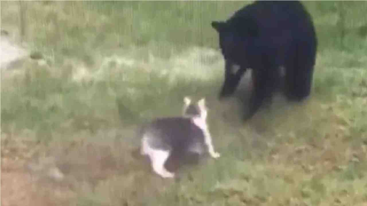 Video | मांजरीचा अवतार पाहून अस्वलाला पळता भुई थोडी, एका क्षणात पळ काढला, पाहा मजेदार व्हिडीओ