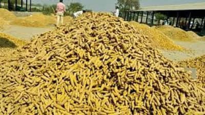 हळदीचे क्षेत्र वाढूनही घटले उत्पादन, काय होणार दरावर परिणाम? वाचा सविस्तर