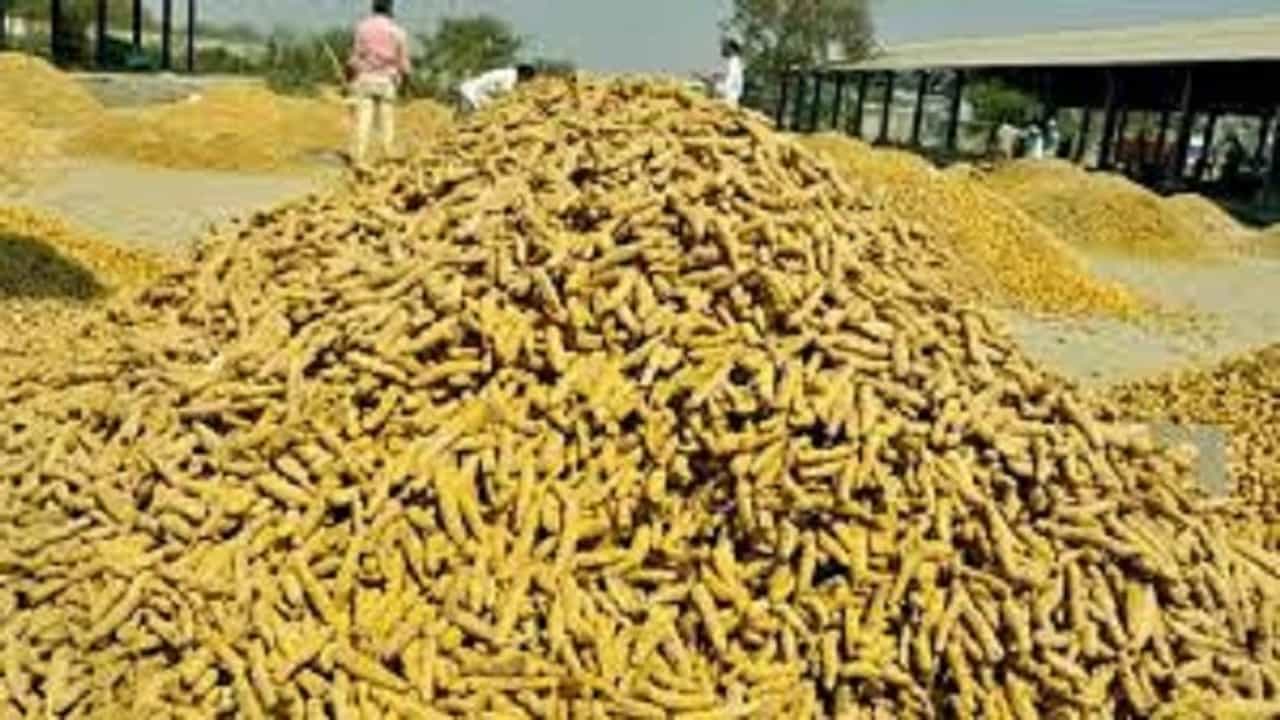 दिवाळीमुळे हळदीला चढला पिवळा रंग, मागणीत वाढ दरात मोठा बदल