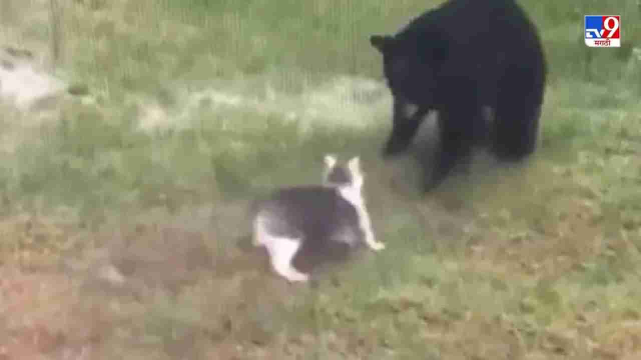 Video: मांजर आणि अस्वलाची लढाई, तुम्हाला काय वाटतं कोण जिंकेल? थरारक व्हिडीओ पाहा!