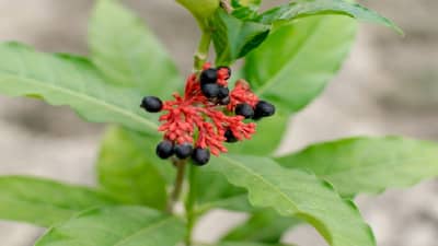 बदलता शेती व्यवसाय : औषधी वनस्पतीमधून लाखोंची कमाई, महाराष्ट्रामध्येही होतेय लागवड